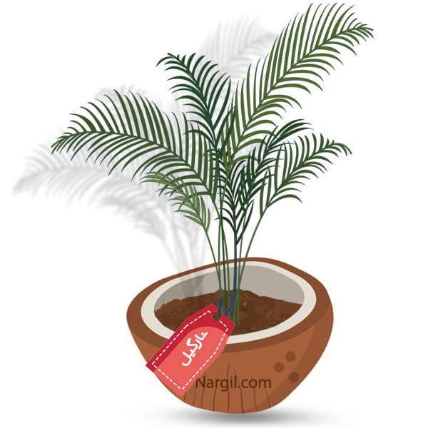 Nargil_Chamaedorea elegans